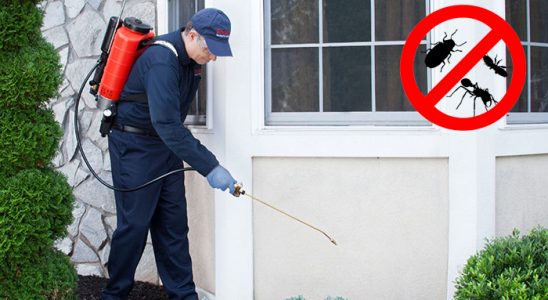 Akkuş Pire İlaçlama böcek ilaçlama ve haşere kontrolü — ilaclama-tr.com